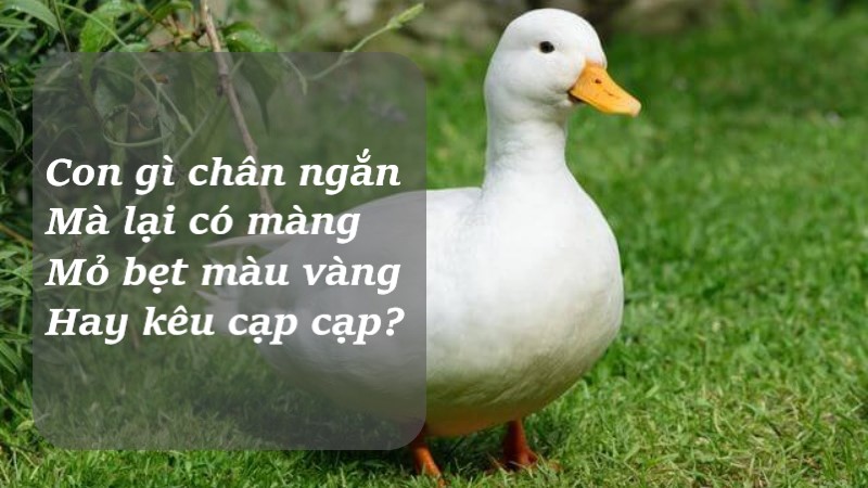 câu đố về các con vật