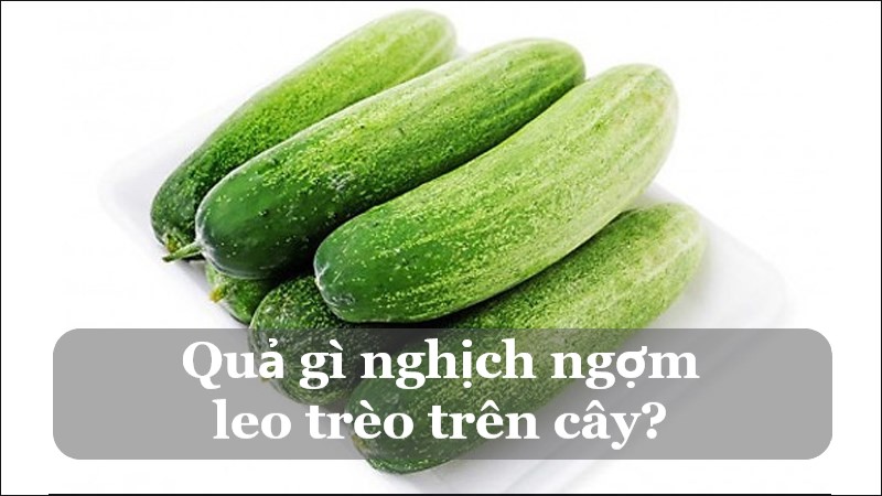 câu đố về quả hay