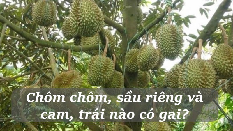 đố nhanh như chớp nhí